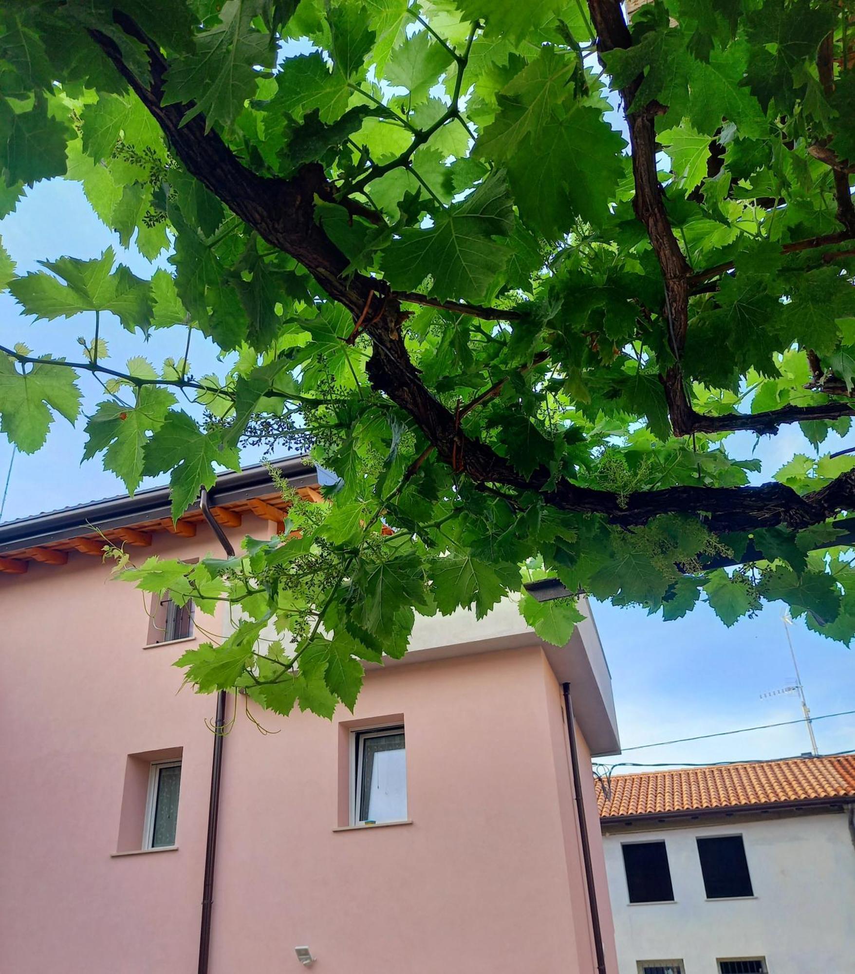 B&B La Dolce Vite Medea Exterior photo